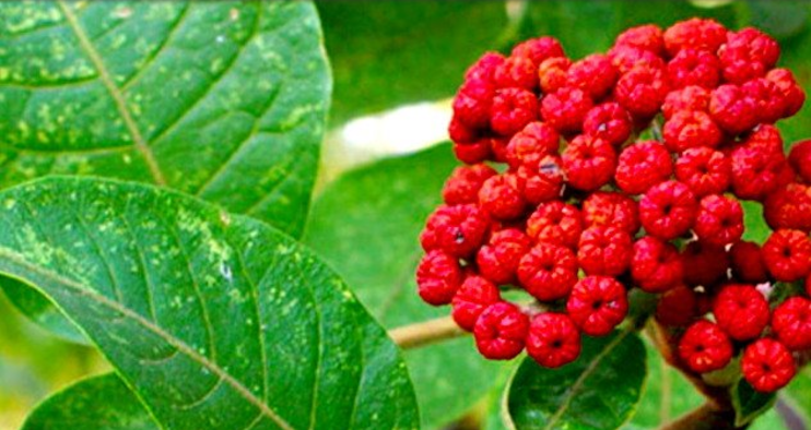 Evodia rutaecarpa, botanical source of rutaecarpine